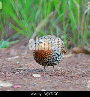 Bunter Vogel, männlich von Berg Bamboo Partridge (Bambusicola fytchii), stehend auf dem Boden, in Thailand aufgenommen Stockfoto