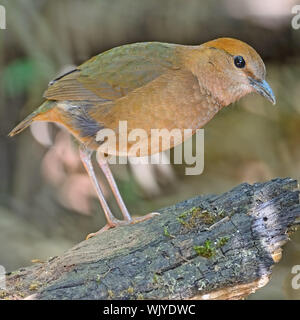 Eine weibliche Rusty-naped Pitta (Pitta oatesi) am Doi-Lang-Nord Thailand Vogelbeobachtung auf der Log Stockfoto