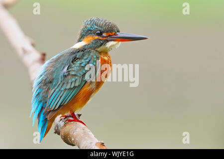 Warten auf Angeln, weibliche Eisvögel (Alcedo athis) sitzt auf einem Ast Stockfoto