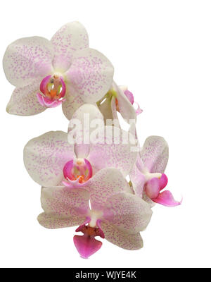 Pale Pink und gefleckte Phalaenopsis auf weißem Hintergrund Stockfoto