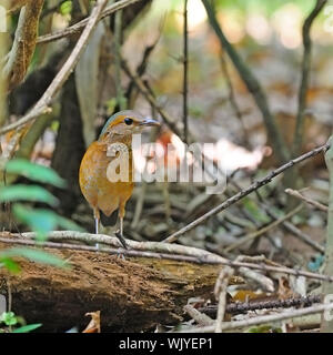 Braun Pitta, weiblich Blue-rumped Pitta (Pitta soror) stehend auf der Log, im Cat Tien Nationalpark, Vietnam genommen Stockfoto