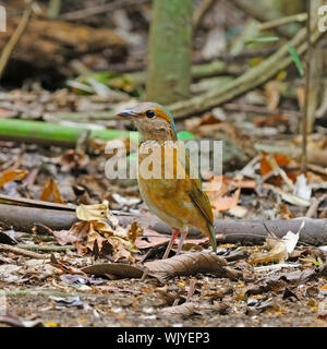 Schöne Pitta, weiblich Blue-rumped Pitta (Pitta soror) stehend auf dem Boden, in Cat Tien Nationalpark, Vietnam genommen Stockfoto