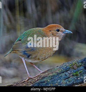 Eine weibliche Rusty-naped Pitta (Pitta oatesi), gelegentlich resident Pitta an Doi Lang - Nord Thailand Vogelbeobachtung auf der Log Stockfoto