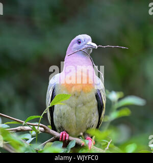 Eine männliche Rosa-necked Green-Pigeon (Treron vernans), hocken auf dem Zweig und fangen einige Zweige eines Baumes für die Vorbereitung sein Nest Stockfoto