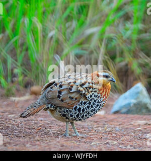 Bunter Vogel, männlich von Berg Bamboo Partridge (Bambusicola fytchii), auf dem Boden, seitliche Profil Stockfoto