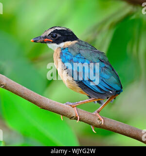 Bunte Pitta von Jungfischen von Blue-winged Pitta (Pitta moluccensis), seitliche Profil auf einem Zweig Stockfoto