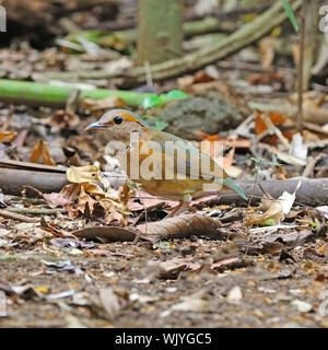 Bunte Pitta, weiblich Blue-rumped Pitta (Pitta soror) stehend auf dem Boden, in Cat Tien Nationalpark, Vietnam genommen Stockfoto
