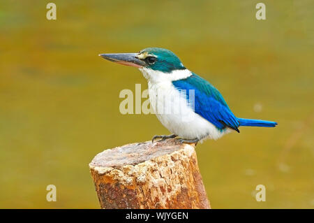 Blau und Weiß Eisvogel, Eisvogel Todiramphus Heilig (Sanctus), Sitzen und Ruhen auf den Stumpf Stockfoto