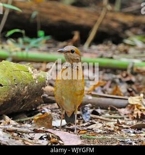 Brownl Pitta, weiblich Blue-rumped Pitta (Pitta soror) stehend auf dem Boden, in Cat Tien Nationalpark, Vietnam genommen Stockfoto