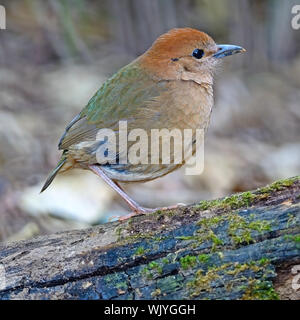 Klassische bunte Pitta, weibliche Rusty-naped Pitta (Pitta oatesi) am Doi-Lang-Nord Thailand Birding Stockfoto