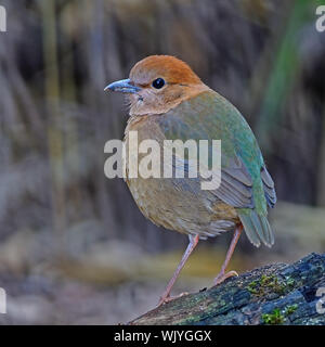 Portrait von weiblichen Rusty-naped Pitta (Pitta oatesi), gelegentlich resident Pitta an Doi Lang - Nord Thailand Vogelbeobachtung auf der Log Stockfoto