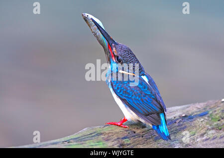 Kleine blaue Eisvogel, männlich Blue-Gebändert Eisvogel (Alcedo euryzona) füttert seine Küken mit Fisch im Mund Stockfoto