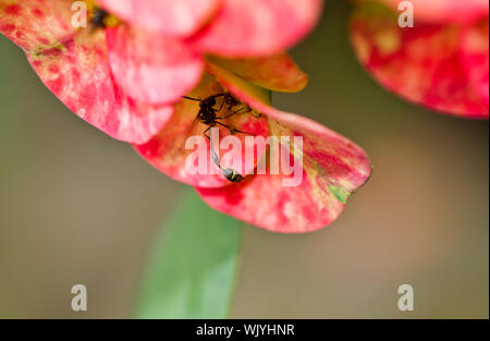 Wasp Verstecken von fash durch den euphorbia elegans Blütenblätter Stockfoto