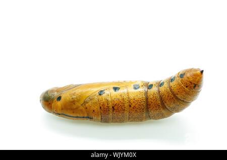 Puppe von Daphnis nerii (ehemals Deilephila nerii), wie der Oleander Hawk-moth oder Armee Grün Motten genannt, ist ein Schmetterling aus der Familie der Schwärmer Stockfoto