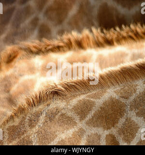 Echtes Lederhaut Giraffe (Girafta Giraffe) Stockfoto