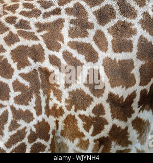 Echtes Lederhaut Giraffe (Girafta Giraffe) Stockfoto