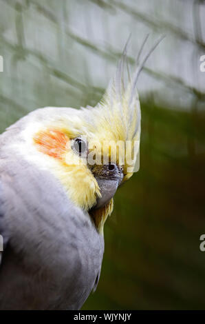Angesichts der wunderschönen Nymphensittich (Nymphicus hollandicus) Stockfoto