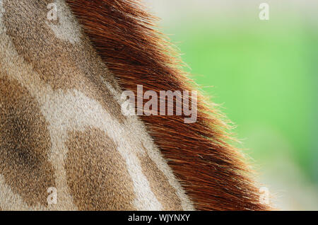 Echtes Lederhaut Giraffe (Girafta Giraffe) Stockfoto