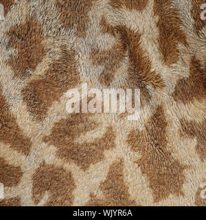 Echtes Lederhaut Giraffe (Girafta Giraffe) Stockfoto