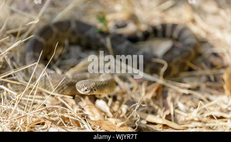 Northern Pacific Rattlesnake zusammengerollt und bereit zum Streik Stockfoto