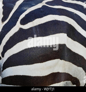 Textur des gemeinsamen Zebra Haut Hintergrund Stockfoto