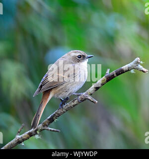 Schöner grauer Vogel, weibliche grau Bushchat (Saxicola Ferreaus), stehend auf einem Zweig, Seite und Rücken Profil Stockfoto