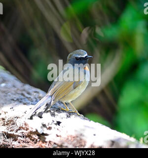 Flycatcher Vögelchen, männliche Rufous gorgeted Fliegenschnäpper (Ficedula Strophiata), stehend auf das Protokoll zurück Profil Stockfoto