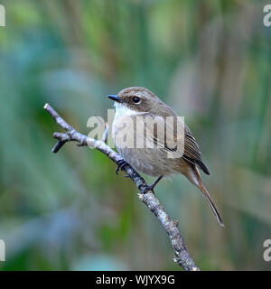 Schöner grauer Vogel, weibliche grau Bushchat (Saxicola Ferreaus), stehend auf das Protokoll, Seite und Rücken Profil Stockfoto