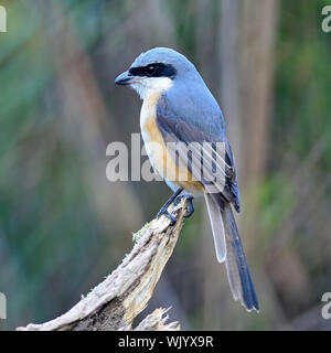 Schöner grauer Vogel, grau-backed Shrike (Lanius Tephronotus), stehend auf dem Log, Gesicht und Rücken Profil Stockfoto