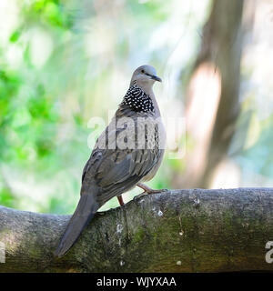 Taube (Streptopelia Chinensis), hocken auf dem Baumstamm entdeckt Profil zurück Stockfoto