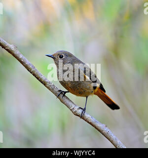 Schöne braune und orange Vogel, weibliche blau-fronted Gartenrotschwänze (Phoenicurus Frontalis), stehend auf einem Ast, Seitenprofil Stockfoto