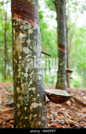 Latex wird aus einer Gewindebohrung Gummibaum in Vietnam gesammelt Stockfoto