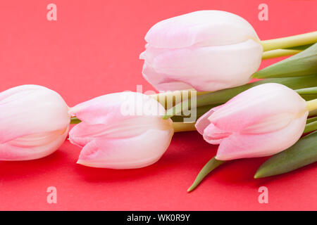 Frühling Hintergrund der zierliche rosa Tulpen Stockfoto