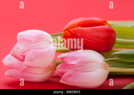 Frühling Hintergrund der zierliche rosa Tulpen Stockfoto