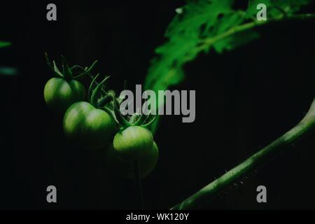 Grüne Tomaten, kleine Früchte Sorten, Reifen Stockfoto