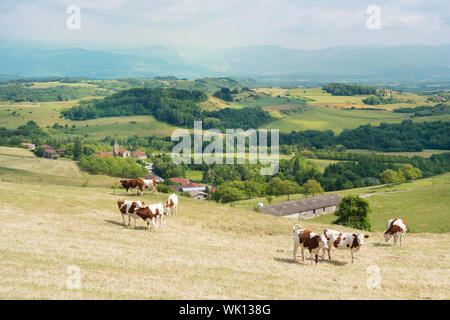 Französische Landschaft mit Hügeln und Kühe Stockfoto