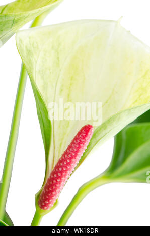 Nahaufnahme der Anthedesia Anthurium mit weißen, grünen und roten Blüten in weißen Blumentopf auf weißem Hintergrund. Stockfoto