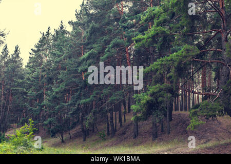 Landschaft Landschaft, Pinienwald im Sommer Stockfoto