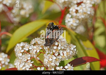 Red Admiral Schmetterling Nahaufnahme Latein Vanessa atalanta Fütterung am Rande von photinia Red Robin Blume oder Bush auch genannt Photinia frasari in Italien Stockfoto