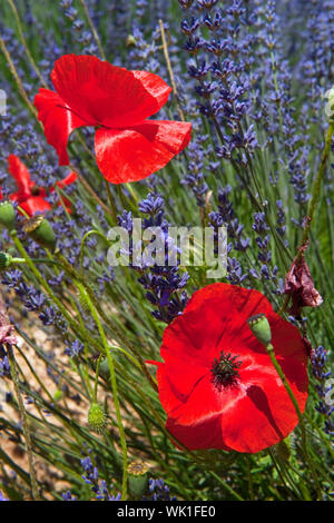 Felder mit französischen Lavendel und rote Mohnblumen in der Natur Stockfoto