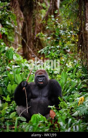 Portrait der männlichen Westlichen Flachlandgorilla. Die Männlichen von einem Gorilla vor der Kamera zu posen. Eine native Habitat Stockfoto