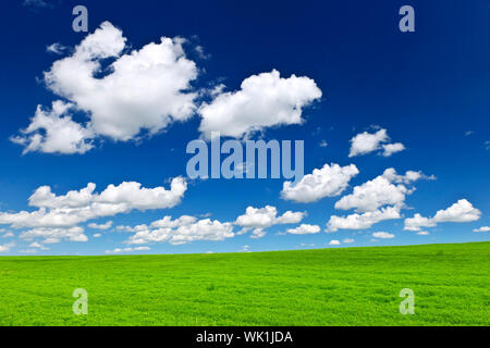 Üppige grüne Linsen und Weizen Felder unter blauem Himmel in Saskatchewan Prärien Kanadas Stockfoto