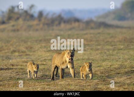 Nach der Jagd mit jungen Löwin. Die Löwin mit einem blutigen Maulkorb zurückgekehrt von der Jagd auf die Kinder zu jungen Löwen. Stockfoto