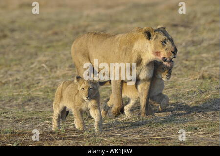 Nach der Jagd mit jungen Löwin. Die Löwin mit einem blutigen Maulkorb zurückgekehrt von der Jagd auf die Kinder zu jungen Löwen. Stockfoto