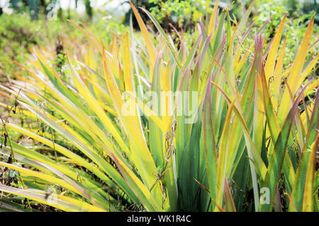 Ananas der Blätter am Baum im Hof mit dem Sonnenlicht. Stockfoto