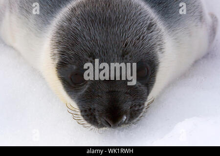 Hooded seal Pup (Cystophora cristata) in der kanadischen Arktis Stockfoto