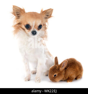 junge Kaninchen Fauve de Bourgogne und Chihuahua vor weißem Hintergrund Stockfoto