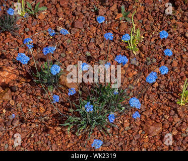Leuchtend blauen Blüten und dunkelgrüne Laub von Brunonia Australis, blau Kissen Blume, Wildblumen gegen rote steinigen Boden des Outback Australien Stockfoto
