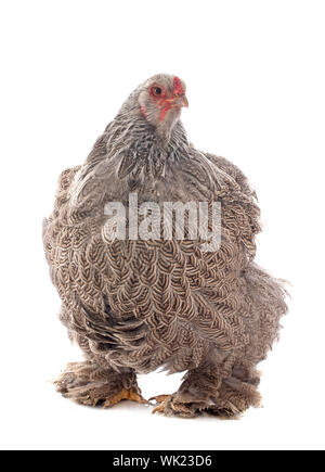 Brahma Huhn vor weißem Hintergrund Stockfoto