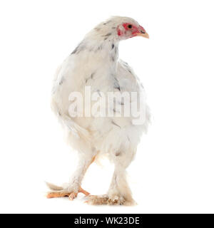 Brahma Huhn vor weißem Hintergrund Stockfoto